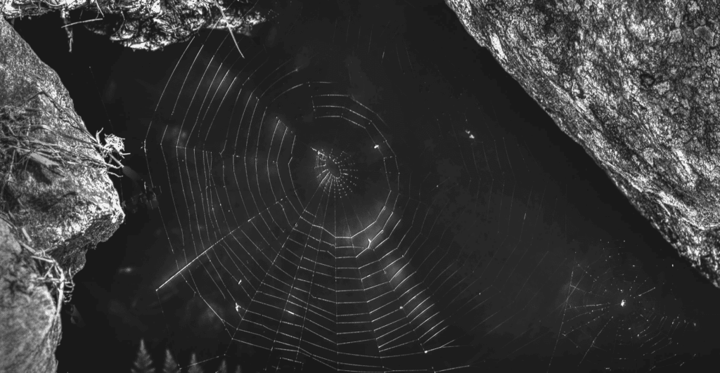 This image of a shadowy spiderweb highlights this article's topic of welcoming the new year's digital trends, specifically around phishing and dark web threats.