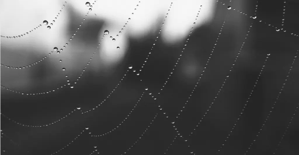 This image of a spider web highlights our discussion topic: Cyberattacks during the election, and what brands can learn from them.