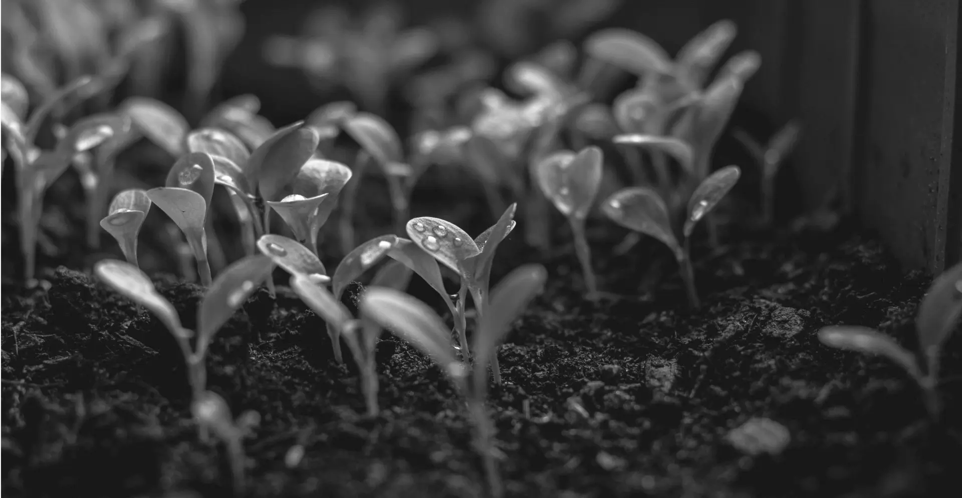 This image of green shoots emerging from the soil highlights our discussion topic: New gTLDs and how businesses prepare for a successful DotBrand strategy.