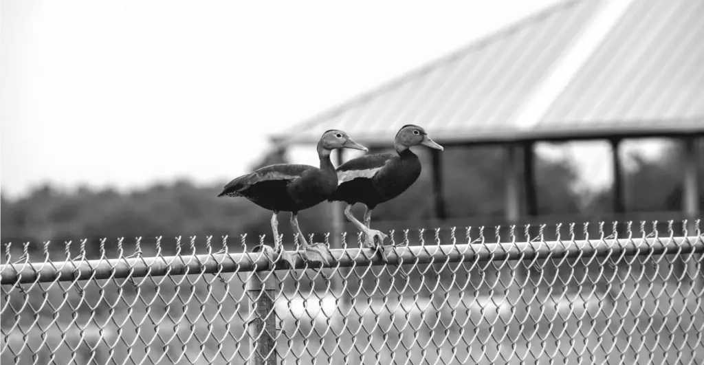 This image of two ducks sitting on the fence illustrates the topic at hand: So-called Sitting Duck attacks, DNS and domain vulnerability, and how to protect your business.