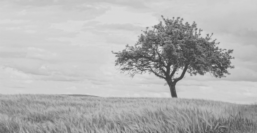 This image of a tree in a field highlights the importance of domain portfolio management for growing businesses.