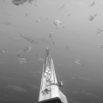This image of a spear fishing tool underwater illustrates our discussion topic: The differences between phishing and spear phishing, and how organizations can protect themselves online.