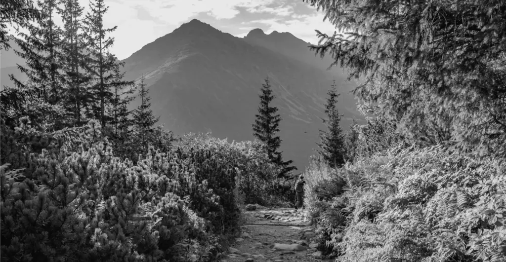 This image of a wooded path to a mountaintop illustrates our discussion topic: The ICANN reveal of new gTLDs, and what that means for you.
